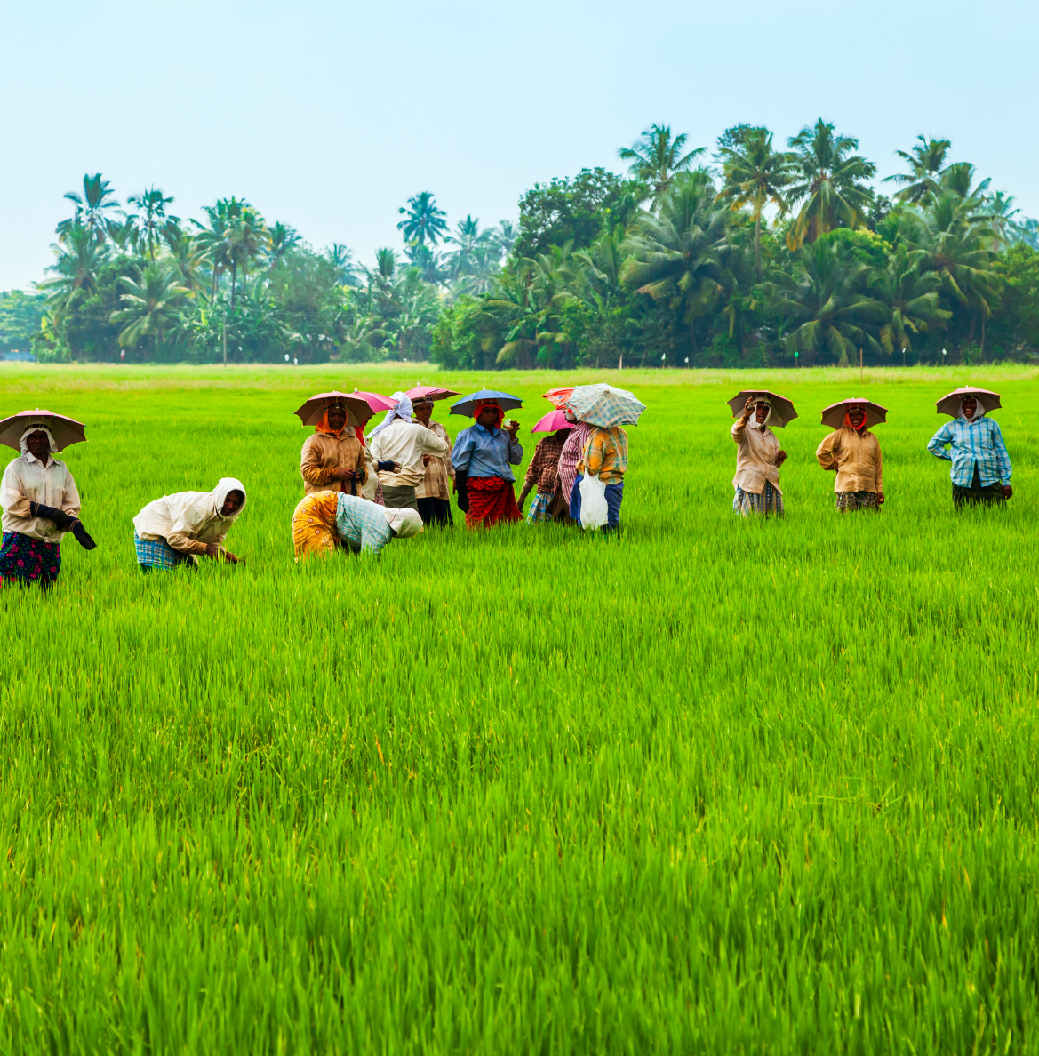 Farmer Producer Organistation